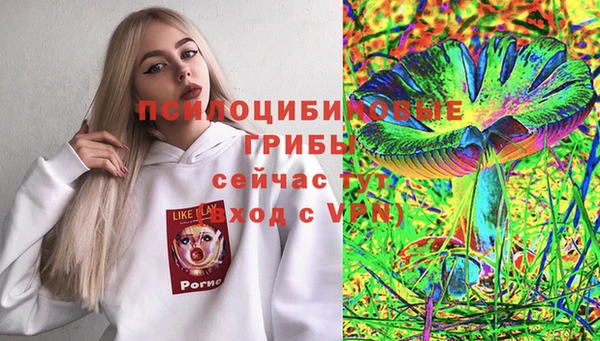 прущие грибы Белокуриха